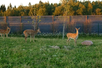 Ресторан Vinity Forest